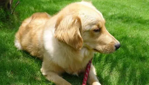 金毛幼犬怎么训练才听话懂事