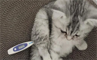 猫咪为什么体温比人高很多呢