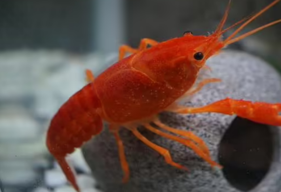 观赏龙虾好养吗