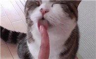 猫咪为什么老是爱舔我呢