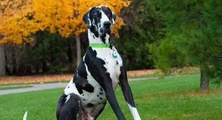 世界犬种介绍之：德国獒