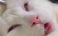 猫咪为什么嘴巴会抽搐呢