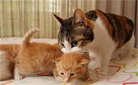 猫咪后腿抬起趴着是为什么原因