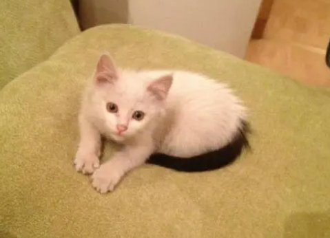 雪里拖枪猫很稀少吗 雪里拖枪猫很稀少吗