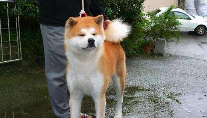 16个不能养秋田犬的理由是什么