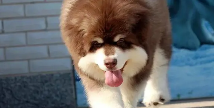 阿拉斯加巨型犬多少钱一只幼犬