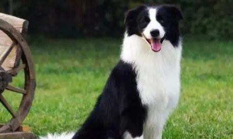 边牧有几种类型