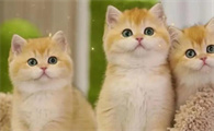 猫咪为什么咬我额头睡觉呢