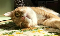 猫咪没晒太阳会怎么样啊