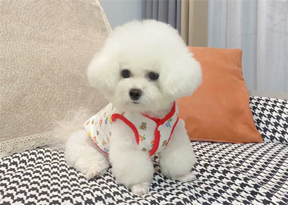如何为比熊犬挑狗粮吃呢