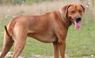 罗德西亚脊背犬是什么品种的狗狗？