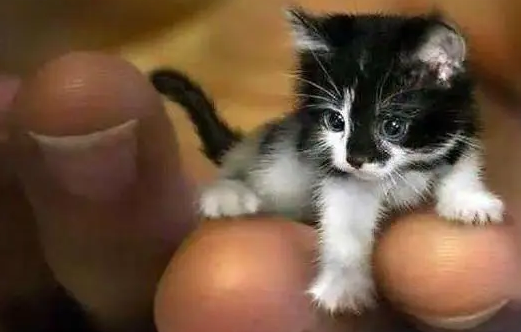 皮堡斯猫多少钱一只