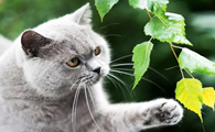 猫咪为什么喜欢啃树叶