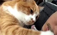 猫咪为什么不害怕主人呢