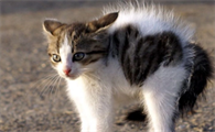 猫咪总弓背乱跑是为什么呢