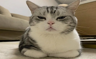猫咪为什么守老鼠洞