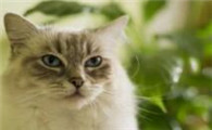 小猫拉稀怎么办