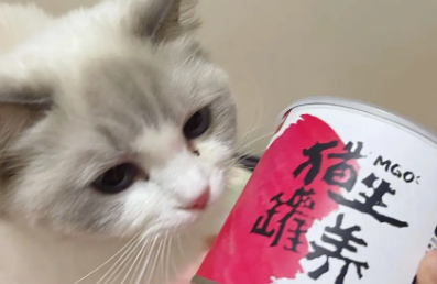 猫生罐养猫罐头好不好?不妨来了解下吧 猫生罐养猫罐头好不好?不妨来了解下吧