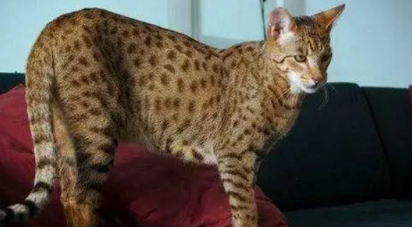 阿瑟拉猫好不好养？怎么养？