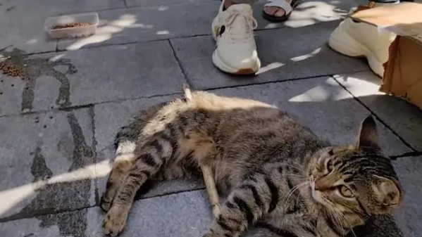 在孩子的守护下,被木棍贯穿腹部的猫咪该何去何从 在孩子的守护下,被木棍贯穿腹部的猫咪该何去何从