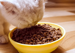 源味九分猫粮吃了越来越瘦 源味九分猫粮吃了越来越瘦