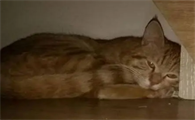 怎么样让猫夜晚安静下来