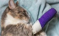 猫咪的腿为什么总是瘸