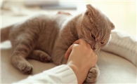 猫咪老爱蹭人为什么呢
