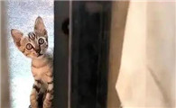 猫为什么总是守在门口