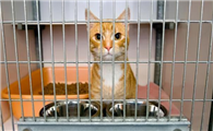 猫咪为什么总蹭笼子底下呢