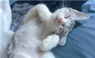 猫需要剃脚底毛么？