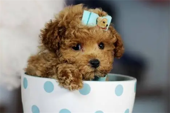 茶杯泰迪犬可以活多久啊