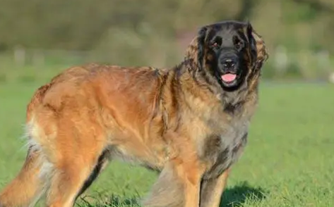 兰伯格犬中国可以养吗?想知道的看过来 兰伯格犬中国可以养吗?想知道的看过来