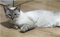 猫咪老是躺着挣扎是为什么呢