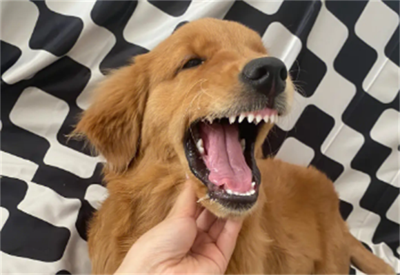 穷养金毛犬怎么养的