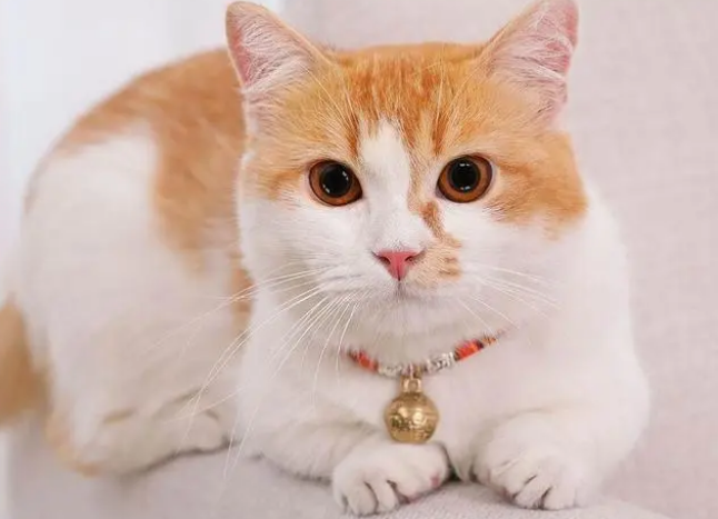 什么叫折尾猫