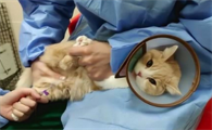 猫咪抽血为什么从后脚抽血啊