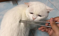为什么猫咪喜欢筷子