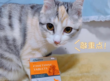 普西丁猫吃了多久见效 普西丁猫吃了多久见效