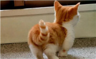 猫为什么会逗女生屁股啊