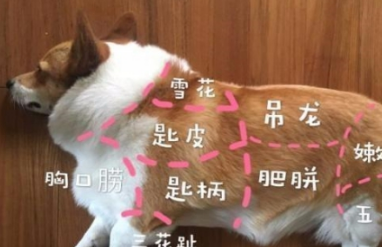 主人带柯基剃毛，剃完后主人笑趴了：这么多年是我误会你是猪了