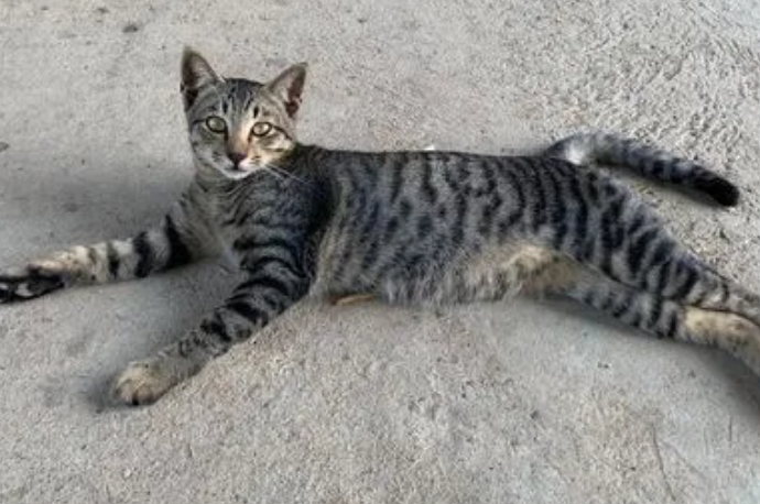 狸花猫上品和下品怎么区分呢