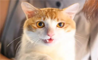 猫发情会持续多长时间