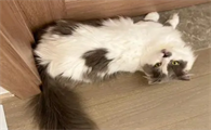 猫咪为什么喜欢随地躺着呢