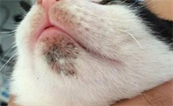 猫咪下巴皮肤变色是什么原因