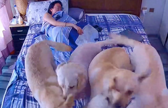 每次女生躺在床上时,6只拉布拉多就都挤在上面玩,好像猪圈啊! 每次女生躺在床上时,6只拉布拉多就都挤在上面玩,好像猪圈啊!