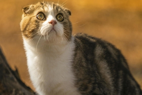 苏格兰猫好养吗怎么养？来看看吧