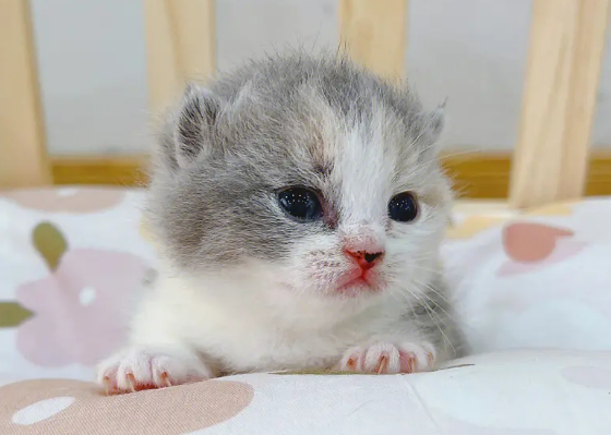 英短三花猫图片大全图片及价格