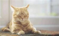 猫咪老爱乱窜是为什么原因
