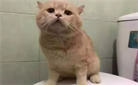 为什么有的猫咪喜欢蹲厕所里呢